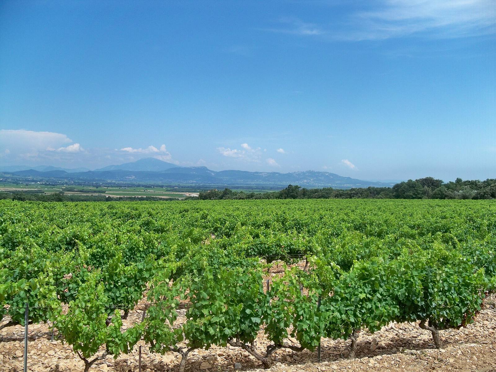 vignoble-provence.jpg